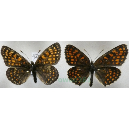 Melitaea athalia (Rottemburg, 1775) pair Przeplatka atalia Poland42n